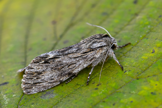 Asteroscopus sphinx - csillagnéző bundásbagoly