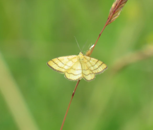 aranyos sávosaraszoló - Idaea aureolaria
