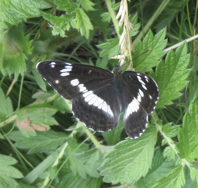 kis lonclepke - Limenitis camilla