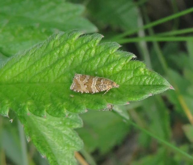 Celypha rivulana - dudvasodró tükrösmoly