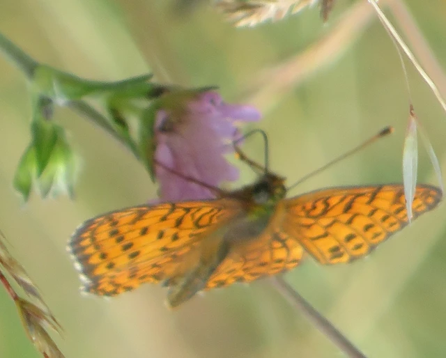 rozsdaszínű gyöngyházlepke - Brenthis hecate