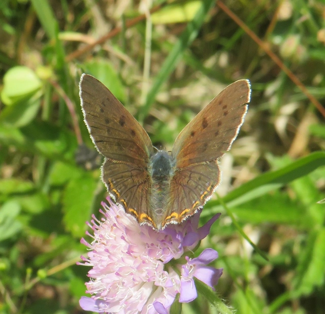 ibolyás tűzlepke - Lycaena alciphron
