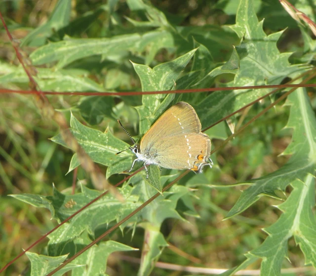 akác-csücsköslepke - Satyrium acaciae