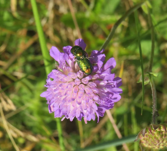 Cryptocephalus