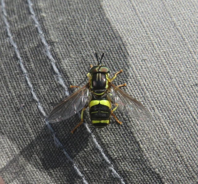 kétpántos öveslégy - Chrysotoxum bicinctum