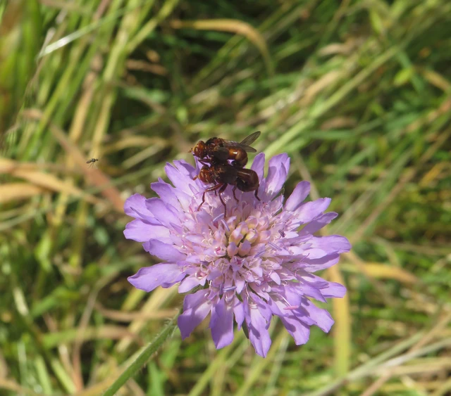 Sicus