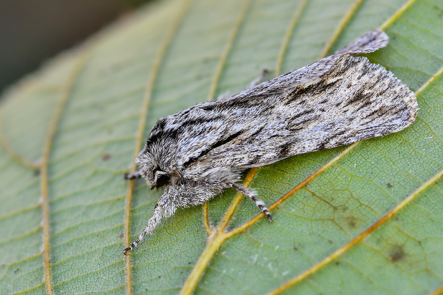Asteroscopus sphinx - csillagnéző bundásbagoly