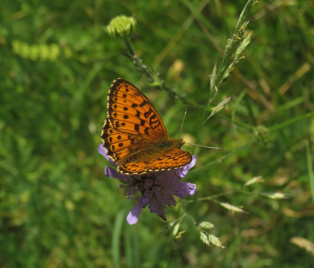 lápi gyöngyházlepke - Brenthis ino
