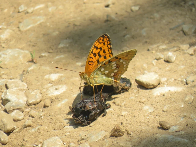 kerekfoltú gyöngyházlepke - Argynnis aglaja