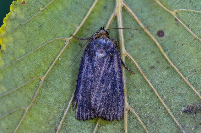 Amphipyra livida - zsírfényű bagoly