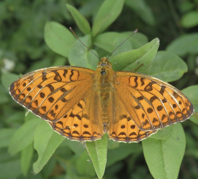 ezüstös gyöngyházlepke - Argynnis adippe