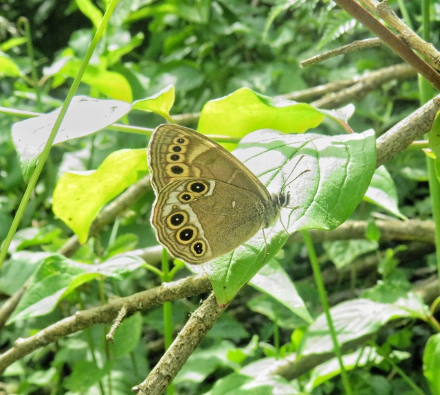 sápadt szemeslepke - Lopinga achine
