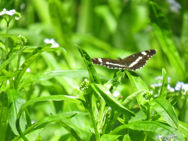 Limenitis camilla - kis lonclepke
