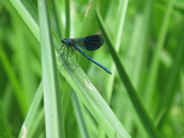 Calopteryx splendens - sávos szitakötő