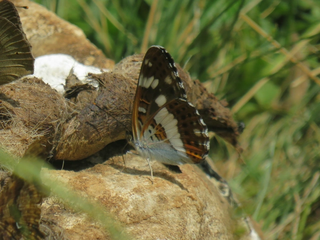 Limenitis camilla - kis lonclepke