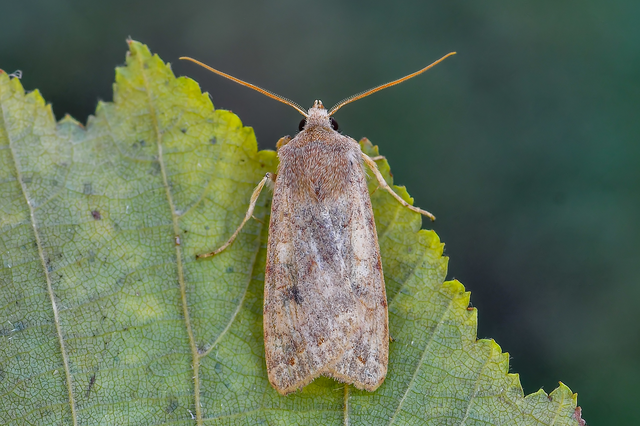 Sunira circellaris - okkersárga őszibagoly