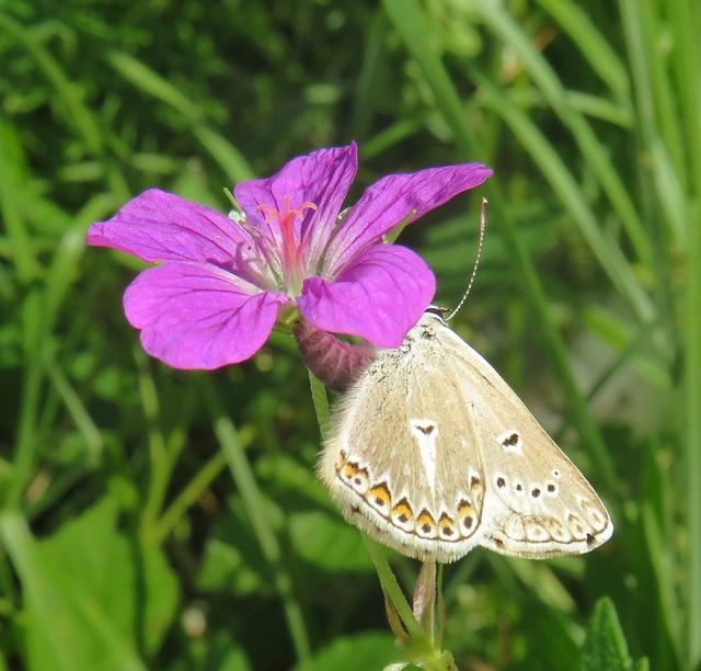 gólyaorr-boglárka - Eumedonia eumedon