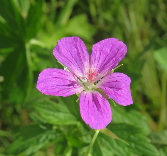 Eumedonia eumedon - gólyaorr-boglárka