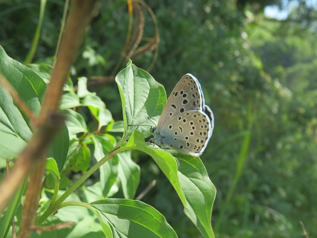 nagyfoltú hangyaboglárka - Phengaris arion