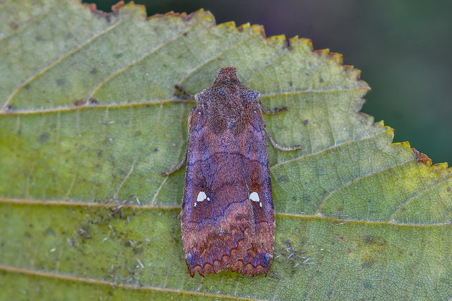 Eupsilia transversa - holdacskás télibagoly