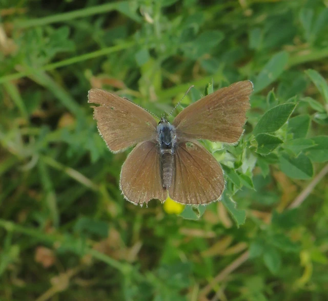 Cyaniris semiargus - aprószemes boglárka
