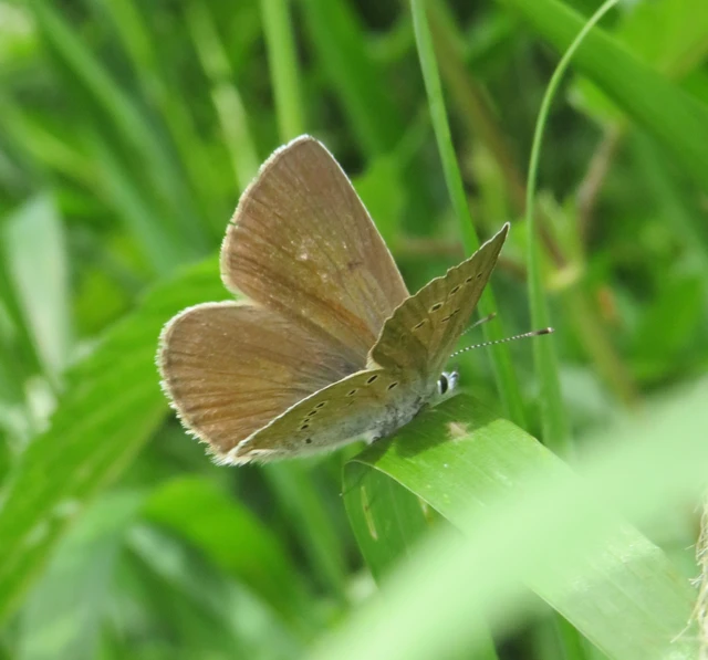 Cyaniris semiargus - aprószemes boglárka