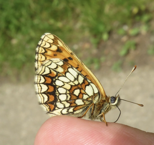 Melitaea athalia - közönséges tarkalepke