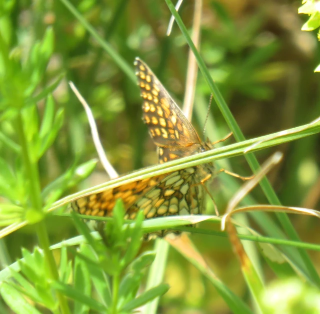 barnás tarkalepke - Melitaea britomartis