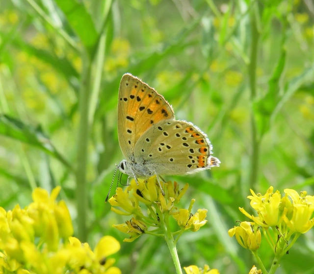 Lycaena alciphron - ibolyás tűzlepke