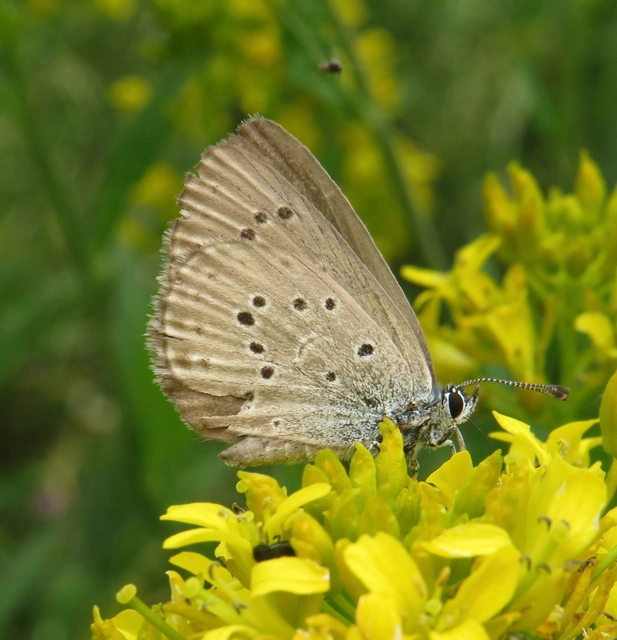 szürkés hangyaboglárka - Phengaris alcon