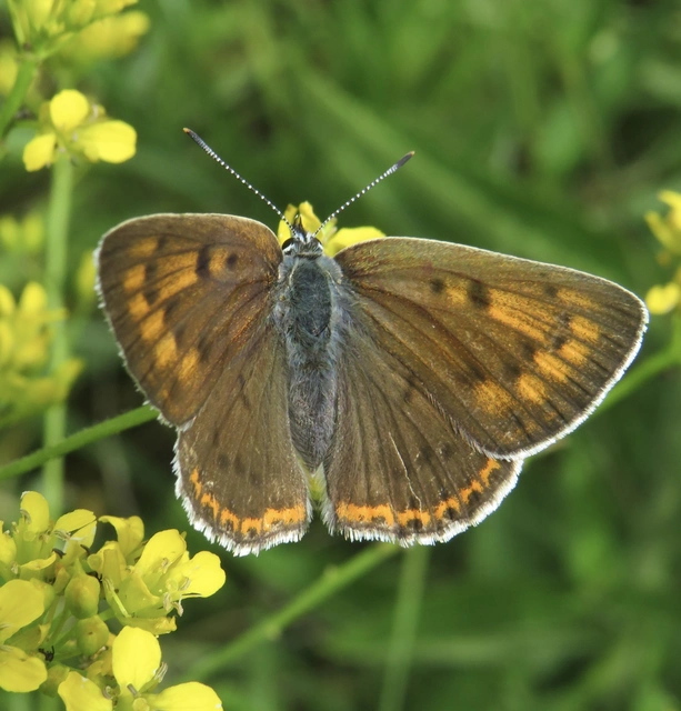 Lycaena alciphron - ibolyás tűzlepke