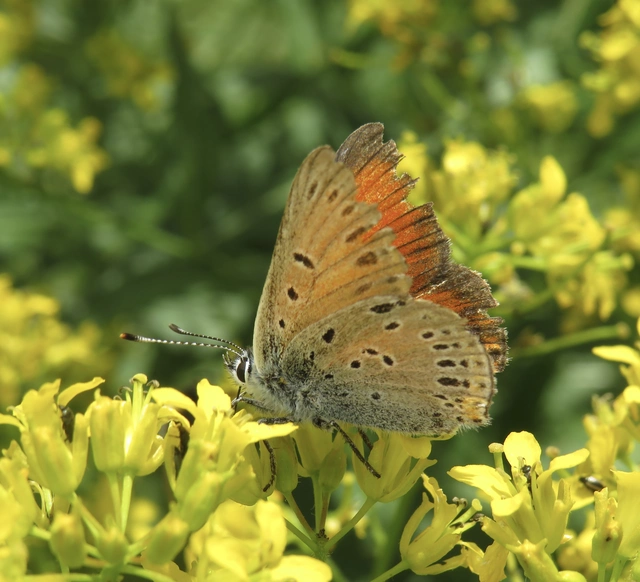 havasi tűzlepke - Lycaena hippothoe