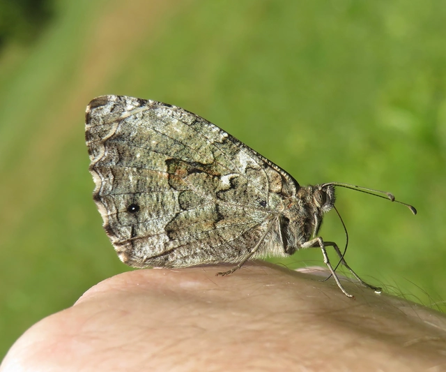 barna szemeslepke - Hipparchia semele