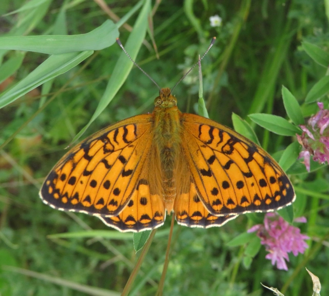 Argynnis aglaja - kerekfoltú gyöngyházlepke