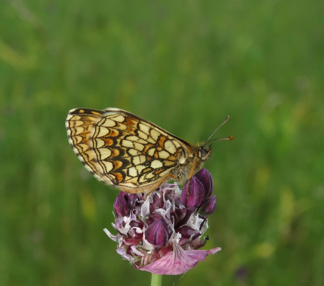 Melitaea britomartis - barnás tarkalepke