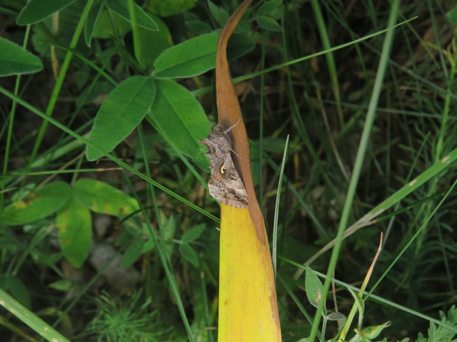 gammalepke - Autographa gamma