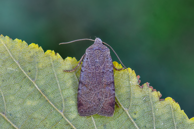 Conistra rubiginosa - szürke télibagoly