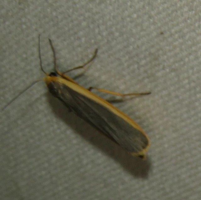 fakó zuzmószövő - Eilema lurideola