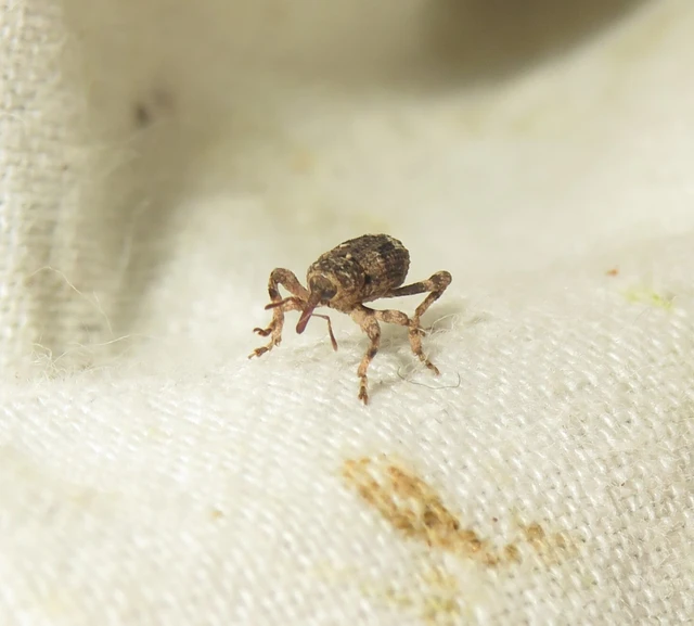 sima holttettetős-ormányos - Camptorhinus simplex