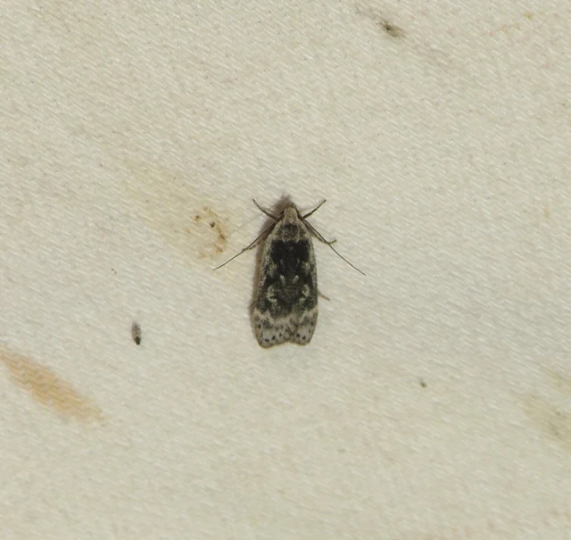 Anacampsis