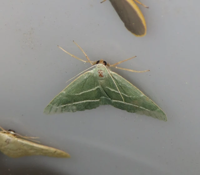 Hylaea fasciaria - erdeifenyő-sávosaraszoló