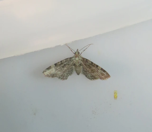 almavirág-araszoló - Pasiphila rectangulata