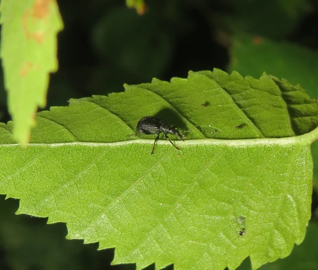 nyírfa-levélsodró - Deporaus betulae