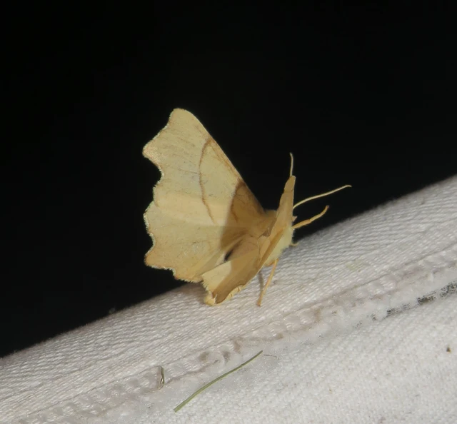 hársfa-levélaraszoló - Ennomos erosaria