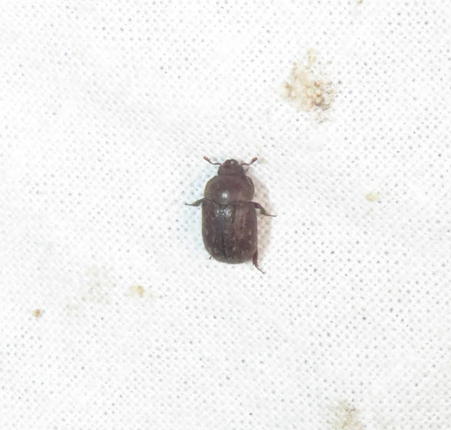 szőrös szarvasbogár - Aesalus scarabaeoides