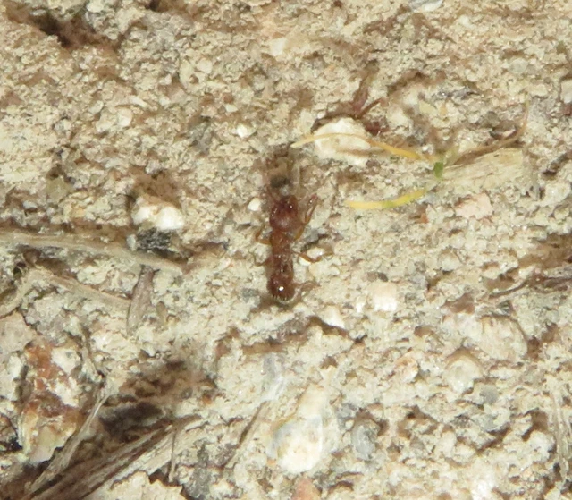 Myrmica