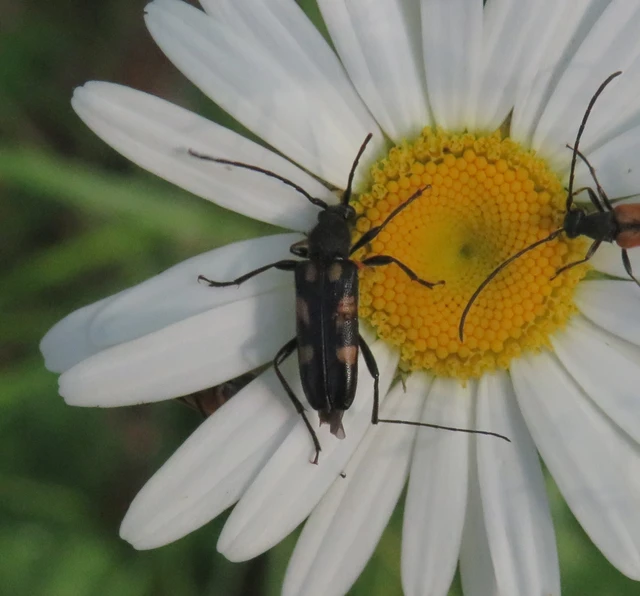 foltos virágcincér - Anoplodera sexguttata