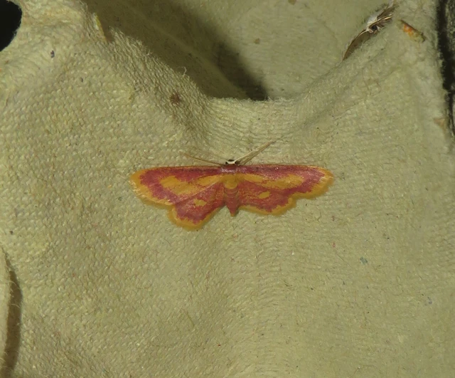 mocsári pirosaraszoló - Idaea muricata