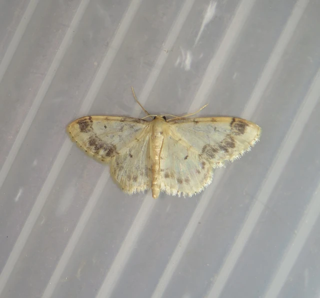 csúcsfoltos apróaraszoló - Idaea trigeminata