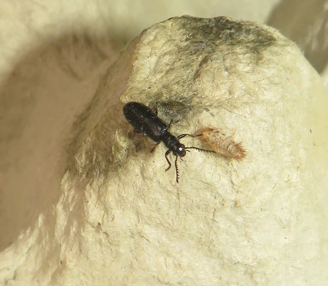 fekete szúfarkas - Tillus elongatus